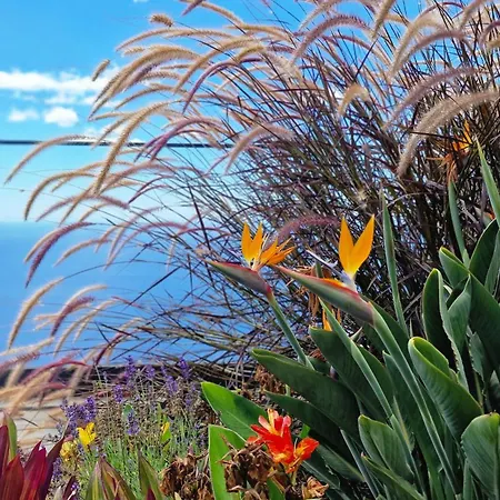 Estrelicia By Lovelystay Ribeira Brava